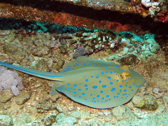 Safari w obiektywie Kasi