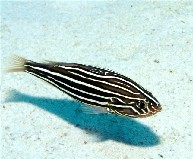 Safari w obiektywie Kasi