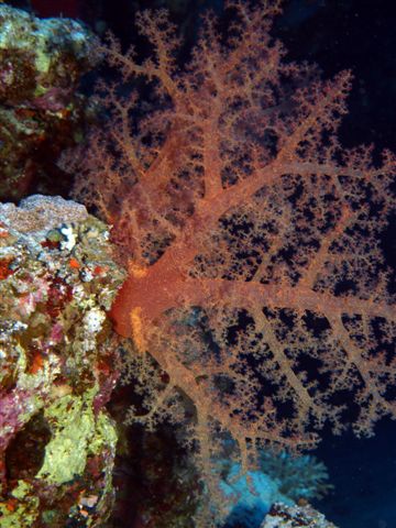 Safari w obiektywie Kasi