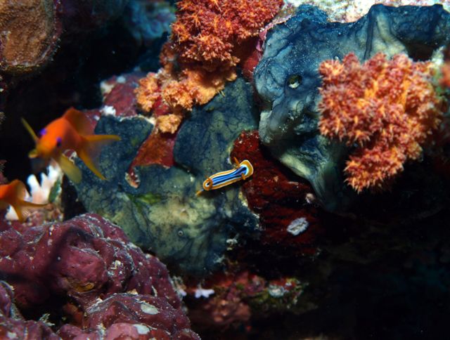 Safari w obiektywie Kasi