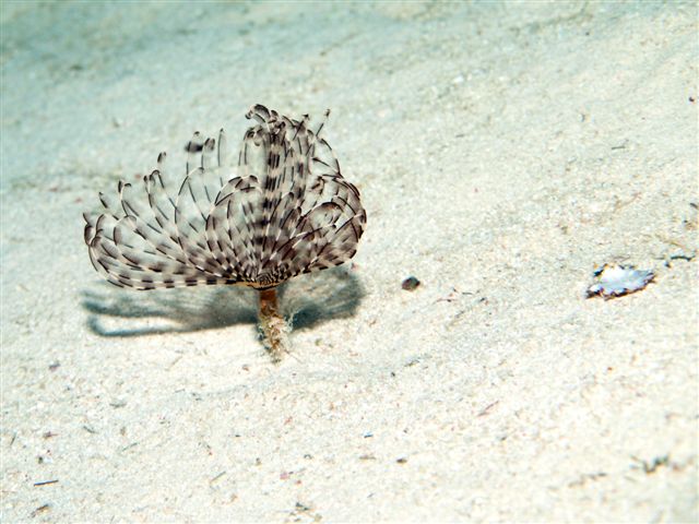 Safari w obiektywie Kasi