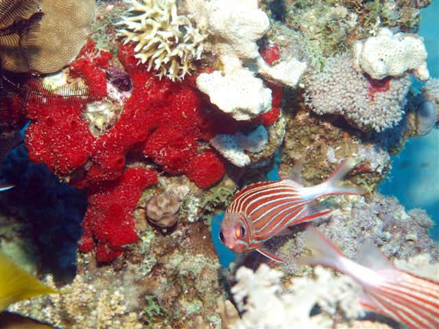 Safari w obiektywie Kasi