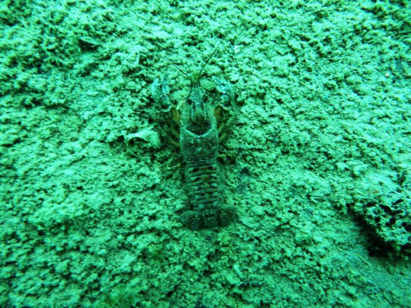 Szczupaki na Piechcinie