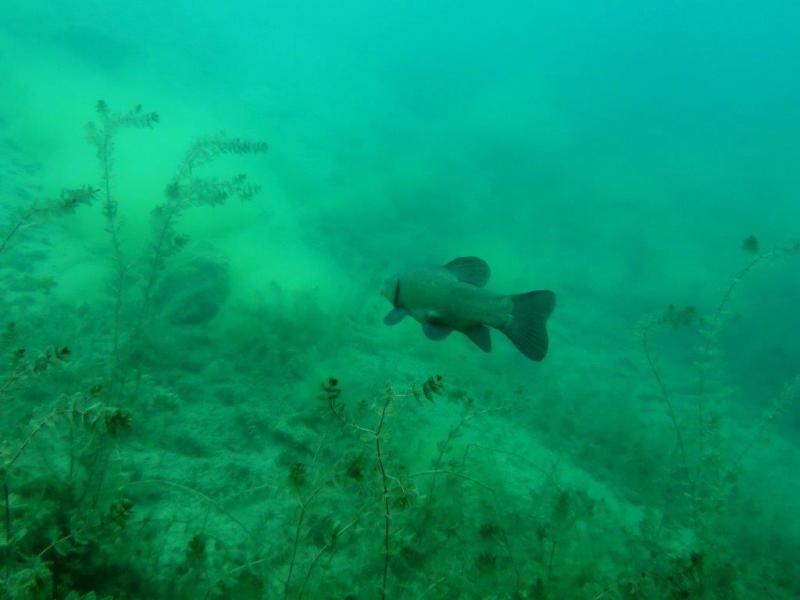 Szczupaki na Piechcinie