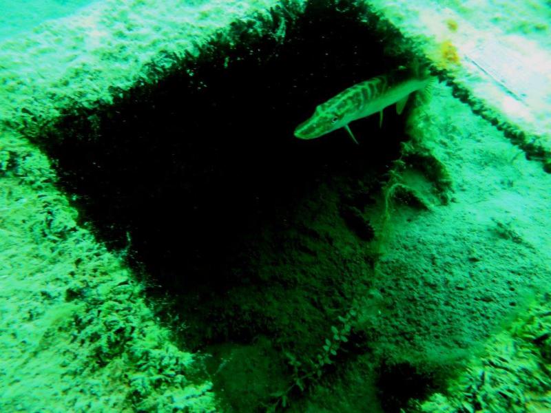 Szczupaki na Piechcinie