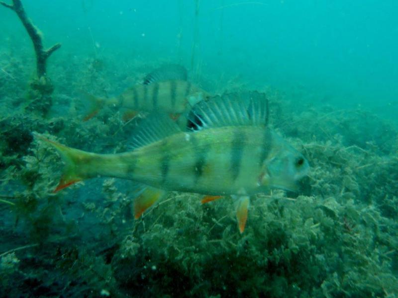 Szczupaki na Piechcinie