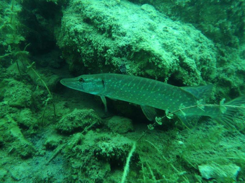 Szczupaki na Piechcinie