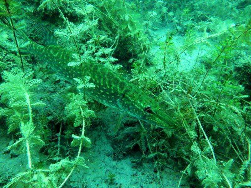 Szczupaki na Piechcinie