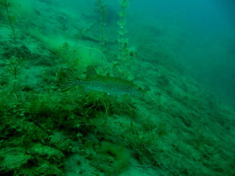 Szczupaki na Piechcinie