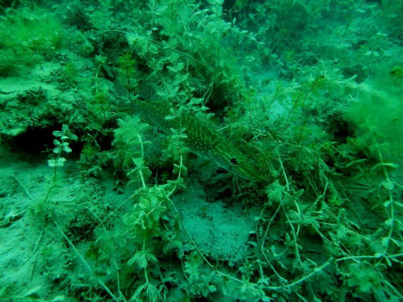 Szczupaki na Piechcinie