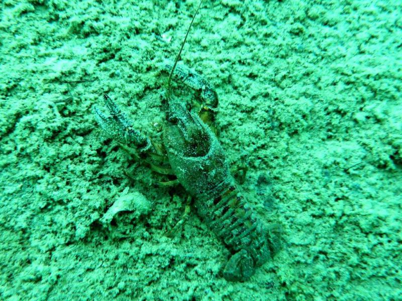 Szczupaki na Piechcinie