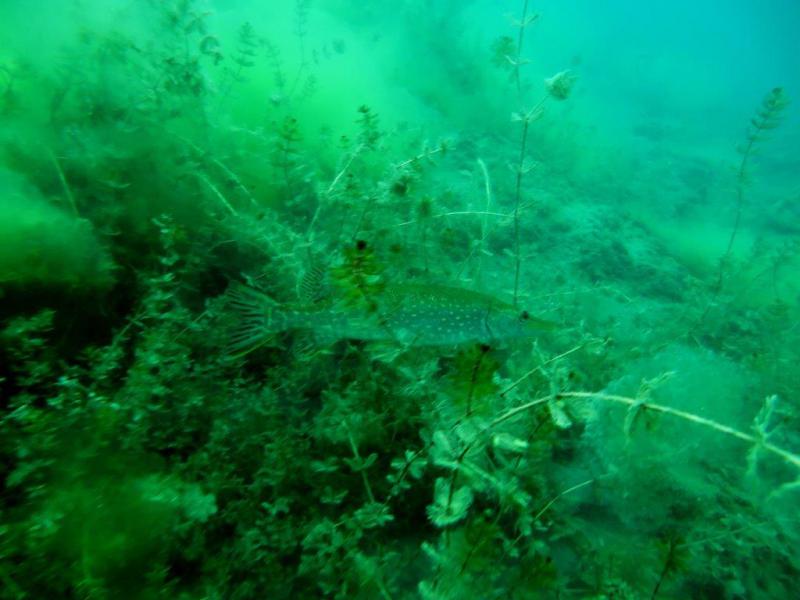 Szczupaki na Piechcinie