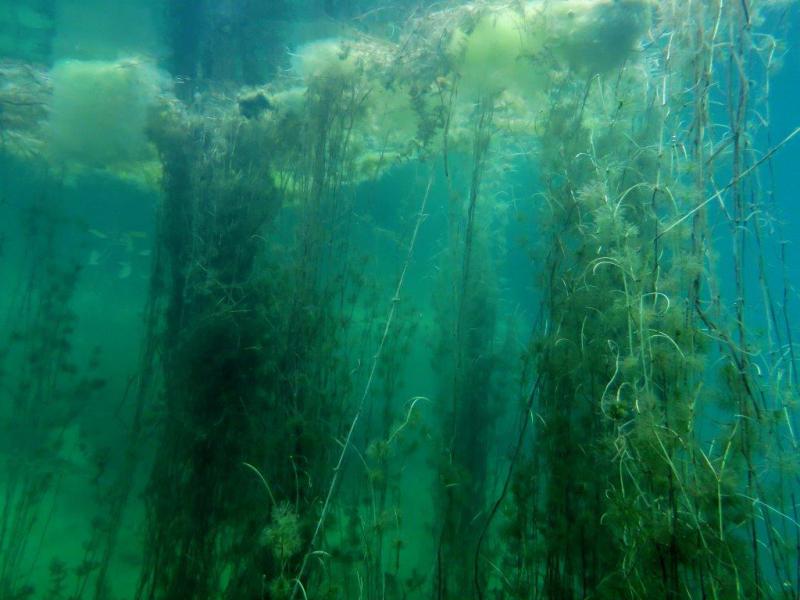 Szczupaki na Piechcinie