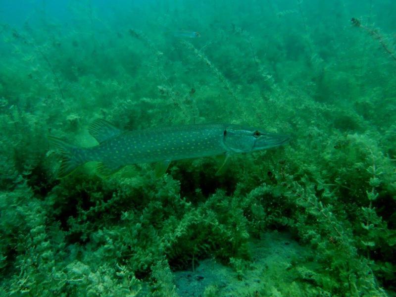 Szczupaki na Piechcinie