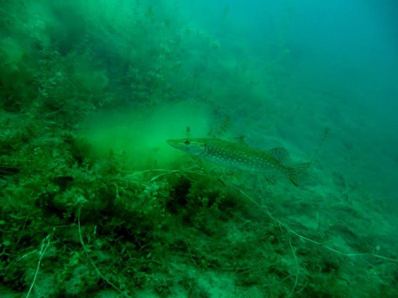 Szczupaki na Piechcinie