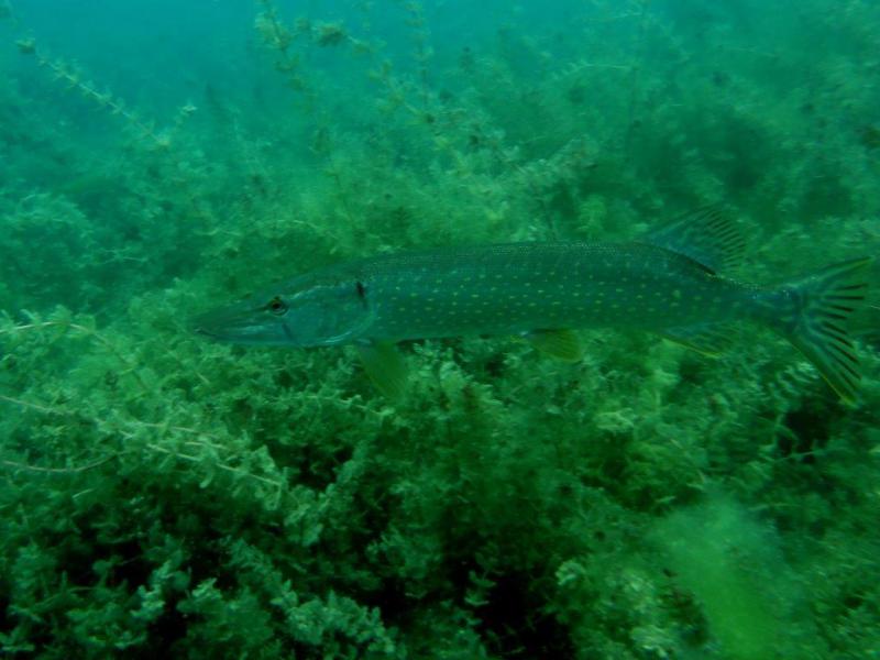 Szczupaki na Piechcinie