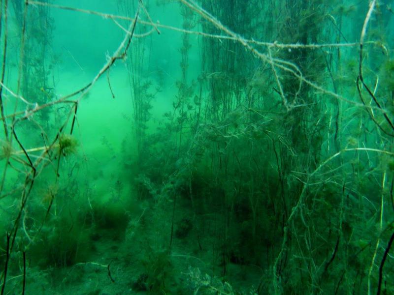 Szczupaki na Piechcinie