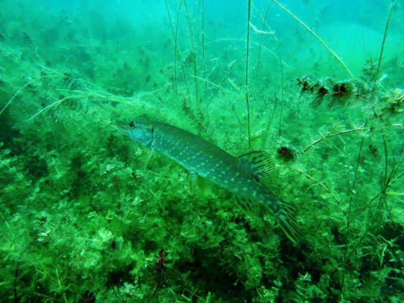 Szczupaki na Piechcinie