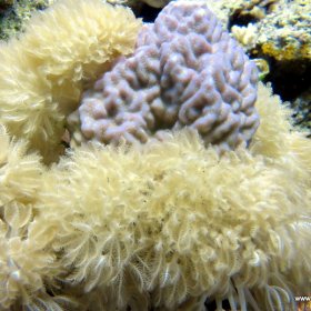 Listopadowe nury w Safadze