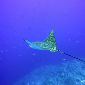 Listopadowe nury w Safadze