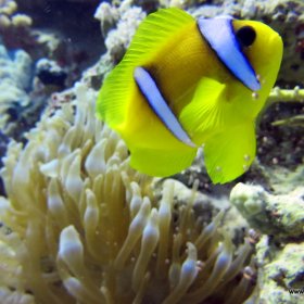 Listopadowe nury w Safadze