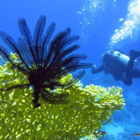 Listopadowe nury w Safadze