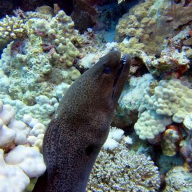 Listopadowe nury w Safadze