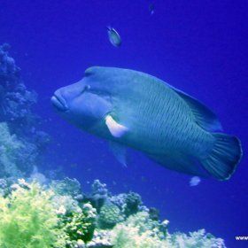 Listopadowe nury w Safadze