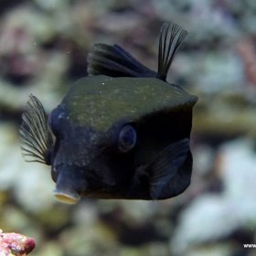 Safari Nurkowe St Johns Red Sea