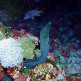 Safari Nurkowe St Johns Red Sea
