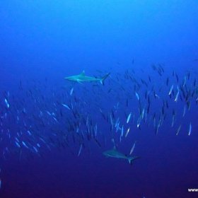 Malediwy - Podwodny Raj