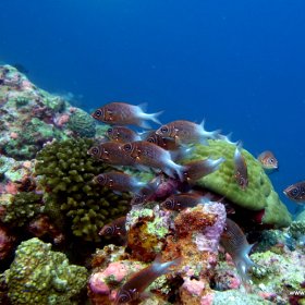 Malediwy - Podwodny Raj_5