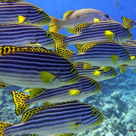 Malediwy - Podwodny Raj_6