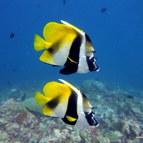 Malediwy - Podwodny Raj_6