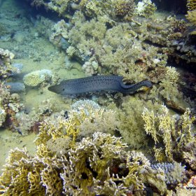 Red Sea - safari wrakowe z Moby Dickiem