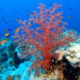 Red Sea - safari wrakowe z Moby Dickiem w obiektywie MAGDY 