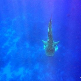 Red Sea_1