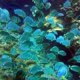 Red Sea - safari wrakowe z Moby Dickiem w obiektywie MAGDY 