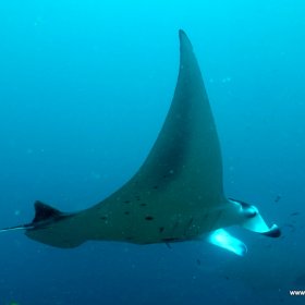 Malediwy nurkowy raj_1