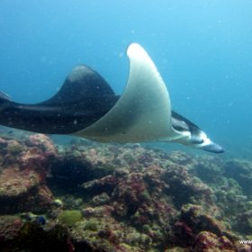 Malediwy nurkowy raj_2