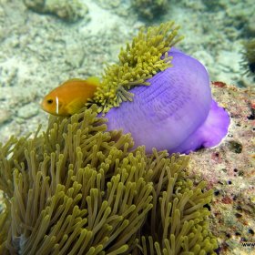 Malediwy nurkowy raj_3