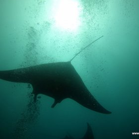 Malediwy nurkowy raj_4