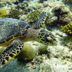 Malediwy nurkowy raj_4