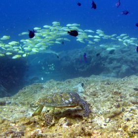 Malediwy nurkowy raj_5