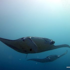 Malediwy nurkowy raj_6