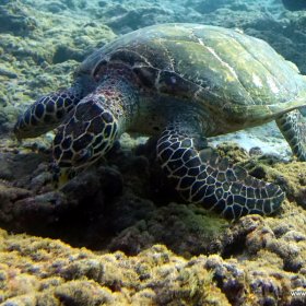 Malediwy nurkowy raj_7