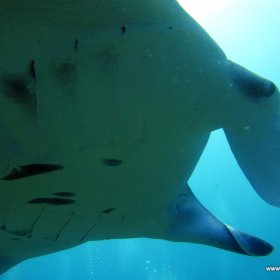 Malediwy nurkowy raj_7