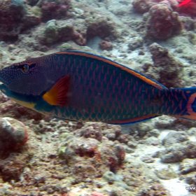 Malediwy nurkowy raj_8