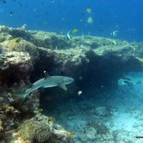 Malediwy nurkowy raj_8