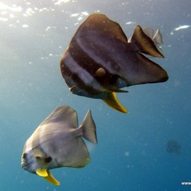 Malediwy nurkowy raj_9